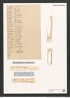 Navicula gracilis Kuetz. (de-Toni-Nr.: Genus 1, Species 100) Zeichnungen Sammlung Grunow (NHMW-BOT-W0366534)